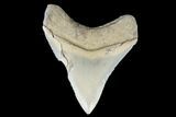 Serrated, Fossil Megalodon Tooth - Aurora, North Carolina #176580-1